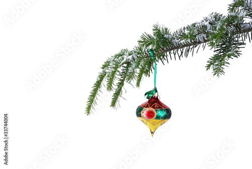 Photo: isolated multicolored Christmas ornament on a pine branch isolated multicolored Christmas ornament on a pine branch
