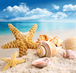 Starfish and seashells on the beach Starfish and seashells on the beach