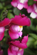 snapdragon