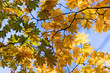 trace strange autumn