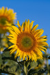 Tournesol au soleil B