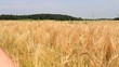 Kornfeld, Gerste Kornfeld, Gerste