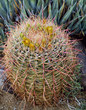 Barrel Cactus