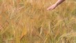 Kornfeld, Gerste Kornfeld, Gerste