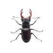 Photo: stag beetle stag beetle