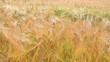 Kornfeld, Gerste Kornfeld, Gerste
