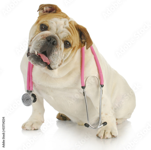 Photo: dog with stethoscope dog with stethoscope