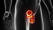 Male Reproductive System anatomy in loop