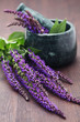 sage