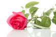 Single Red Rose