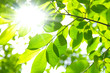 Background of fresh green leaves