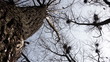 Video: Mystic scene, silhouette of crows flying around nests Mystic scene, silhouette of crows flying around nests