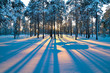 Sunset in a winter forest.