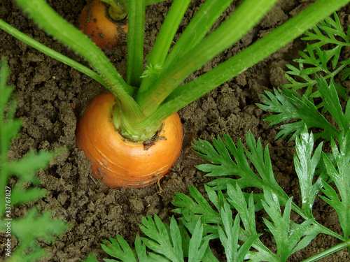 Photo: carrots bed carrots bed