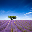 Lavande Provence France / lavender field in Provence, France