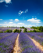 Lavande Provence France / lavender field in Provence, France