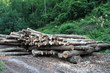 Alberi della foresta tagliati
