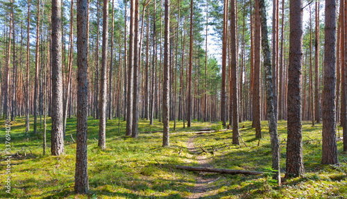 Photo: path and coniferous forest path and coniferous forest