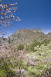 桜と妙義山