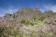桜と妙義山