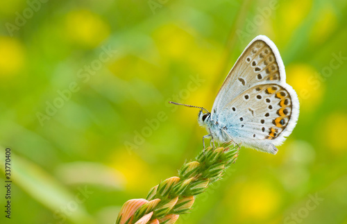 Photo: Common Blue (Polyommatus icarus) butterfly on a wild flower Common Blue (Polyommatus icarus) butterfly on a wild flower