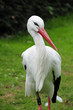 Foto: Storch Storch