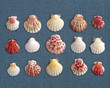 variety of sea Shells on blue fabric