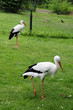 Foto: Storch Storch