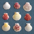 six sea Shells on blue fabric