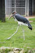 Foto: Marabu Marabu