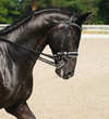 Image : Dressage: portrait of black horse
