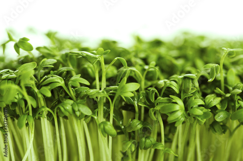 Photo: Cress Cress