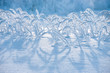 The grass in the frost. Winter landscape.