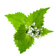 Lanium