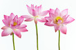 Three pink water lily flower (lotus) and white background. Three pink water lily flower (lotus) and white background.