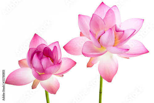 Photo: Twain pink water lily flower (lotus) and white background. Twain pink water lily flower (lotus) and white background.