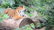 Amur tiger in the wild