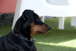 Deutscher Pinscher