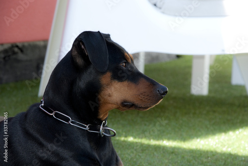Photo: Deutscher Pinscher Deutscher Pinscher