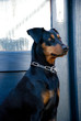 Photo: Deutscher Pinscher Deutscher Pinscher