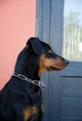 Photo: Deutscher Pinscher Deutscher Pinscher