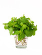 Green fresh mint leaves in glass. Green fresh mint leaves in glass.