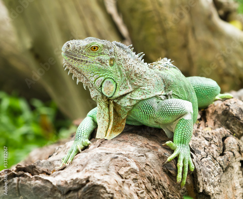 Photo: iguana iguana