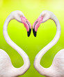 couple of flamingos make a heart shape