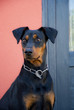 Photo: Deutscher Pinscher Deutscher Pinscher