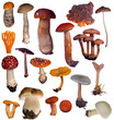 large mushrooms collection isolated on white