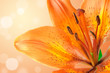 lily