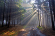 God beams - coniferous forest in fog