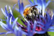 bumble bee in bloom