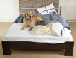 Golden retriever demolishes pilliow Golden retriever demolishes pilliow